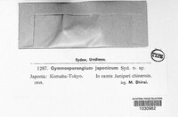 Image of Gymnosporangium asiaticum